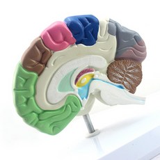 인체 뇌모형(15cm) R RTS