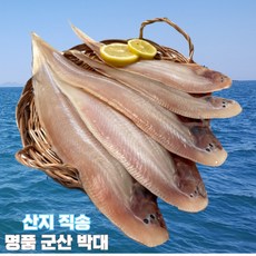 [명품밥도둑] 청정바다 해풍맞은 반건조 박대 서대 생선구이, 1개, 소(29cm내외) 5미