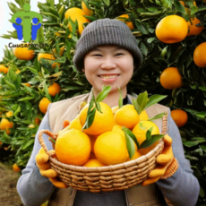 선물용 제주도 한라봉 가정용 선물 설날 설명절 2키로 3키로 5키로 10키로 (크기 혼합), 1박스, 10키로(크기혼합)
