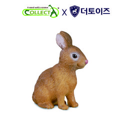 컬렉타사슴벌레