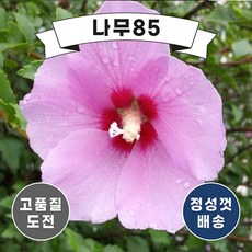 무궁화나무