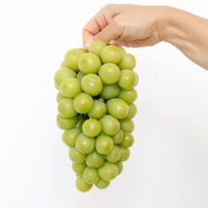 영동샤인머스켓