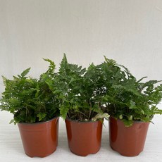 후마타고사리 3개묶음 실내공기정화식물 반려식물 플랜테리어 온누리꽃농원, 3개