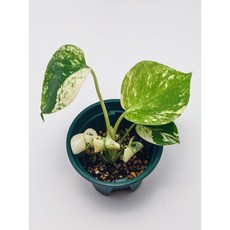 Monstera Deliciosa Mint Variegata 몬스테라 델리시오사 민트 바리에가타