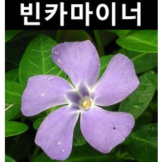 빈카마이너 포트 5개/야생화/조경용/다년초
