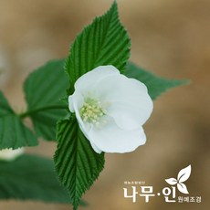 [나무인] 병아리꽃나무 2개 개화주