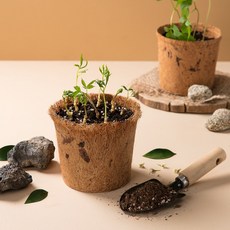 새싹삼키우기