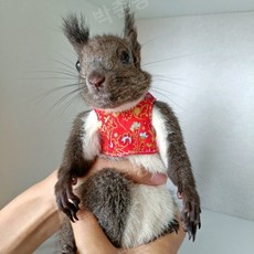 다람쥐 토끼 친칠라 하네스 몸줄 목줄 이동줄 이동장, 1개, 레드레드셀로시아