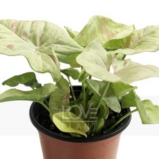 싱고니움밀크컨페티