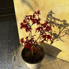 무둥 낙엽 단풍잎 나뭇잎 조화장식 50매 1개 상품 이미지