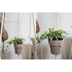 몬스테라아단소니