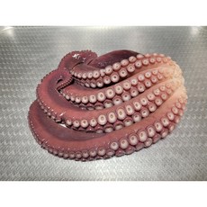 포항대문어