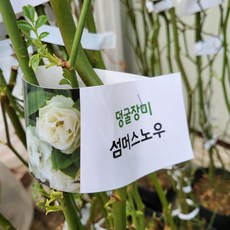 섬머스노우장미