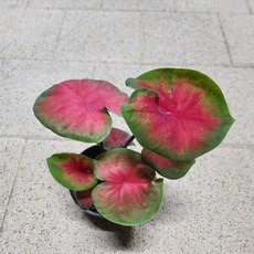 칼라디움 에그저딕댄스 희귀식물 공기정화식물, 1개