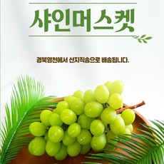 까로망청포도자몽레몬복숭아파인애플체리2kg