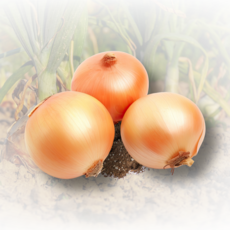 Naturebasket의 국내산 신선 양파 5kg/10kg, 10kg(장아찌), 1개