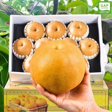 모픽 GAP인증 프리미엄 나주 배 산지직송, 1박스, 상등급 5kg 5-7과
