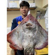 국내산 목포 대청도 홍어 500g 4kg 5kg 6kg 7kg 8kg