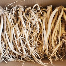 [더자인] 국내산 흙 약도라지 세척 약도라지, 1개, 흙도라지 / 1kg / 상품