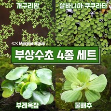 물위에서타는시소