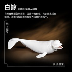귀욤흰고래