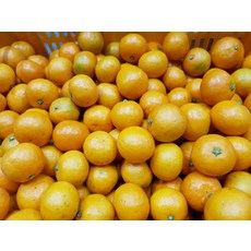 제주 노지 감귤 대과 로얄과 3kg 5kg 10kg 밀감 황금향 천혜향