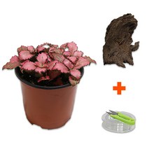DIY 마이플랜츠 청크유목 레드스타, 단품
