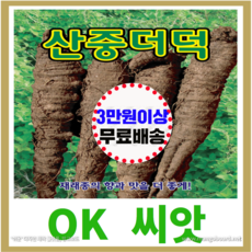 [OK씨앗] [산중더덕] 더덕씨앗 종자(오케이씨앗), 300g