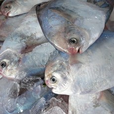 [전국왕수산] 국내산 약손질 병어 1+1!, 2개, 500g 내외