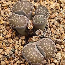 lithops