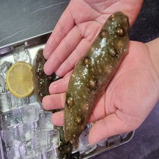여수아빠다 자연산 활 해삼, 1개, 1.5kg