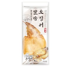 은하수산말랑오징어