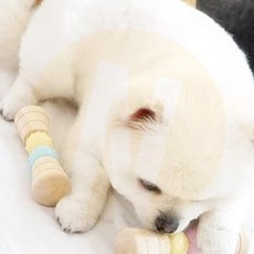 하나나 이갈이장난감 색상랜덤 강아지이갈이, 1개