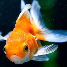 1faca6bf8e75a27fbcefd68992da359ff2747d0d442e932bb9264607b9d6.jpg