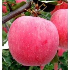 과수/유실수 사과나무묘목 (속빨간사과 홍로사과 부사사과), 사과(골드러쉬) 접목1년포트2주, 1개