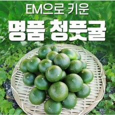 EM 귤 / 제주 서귀포 상효 청귤 풋귤 청풋귤 10kg, 1개