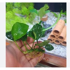 아누비아스나나