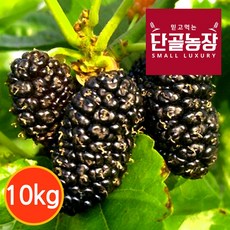 [단골농장] 내장산 토종 오디 생과 정품 (급냉), 정품 10kg, 1박스