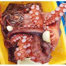 살아있는문어