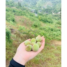 미스터돌복숭아