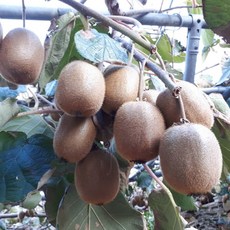 경남 고성 국내산 그린키위 참다래 산지직송, 1박스, 참다래 10kg (125과내외)