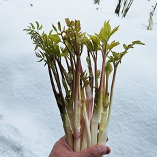 두릅 독활 강원도 땅두릅 500g 1kg 2kg 하우스 재배, 1개, 200g