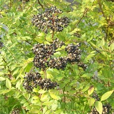 산초묘목