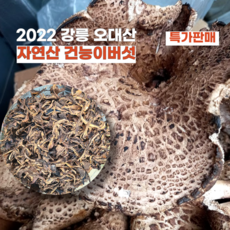 2022능이버섯