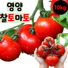 프리미엄 완숙 토마토 달달하고 풍미좋은 영양토마토 10kg, 1개