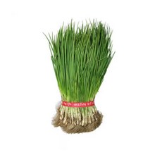 신선향긋 아삭한 흙쪽파 요리필수 2kg, ONE COLOR, ONE SIZE