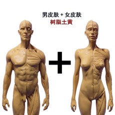 디지털일러스트를드로잉인체해부학