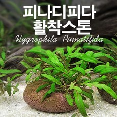 하이그로필라 피나디피다 활착스톤