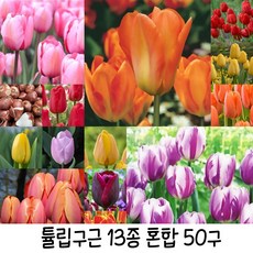 튤립 TOP01