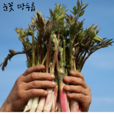 자연산 강원도 산지직송 땅두릅, 1kg, 1개, 1kg